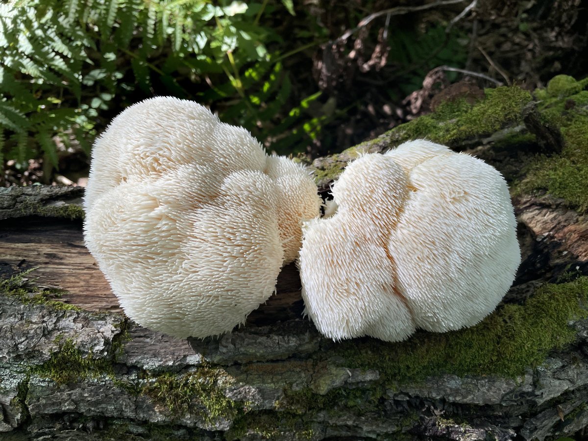 Grzyby Lion’s Mane: właściwości