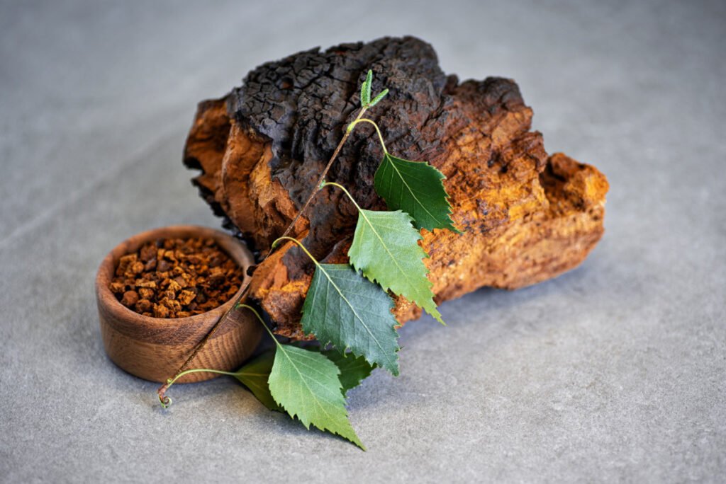 Chaga – grzyb długowieczności: właściwości zdrowotne i skuteczne sposoby spożycia